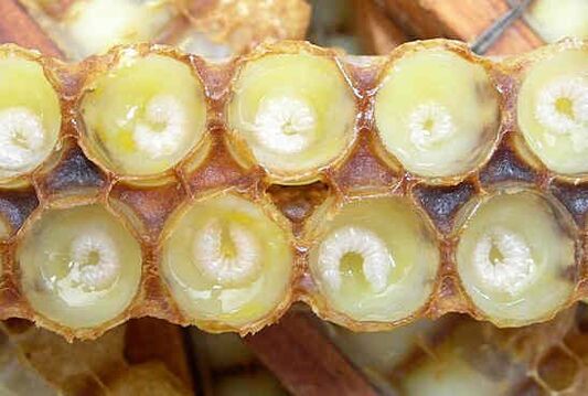 royal jelly helps to accelerate the growth of the penis